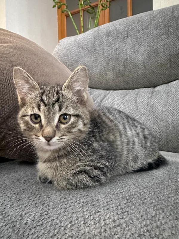 Котята тигровые , 3 месяца 2