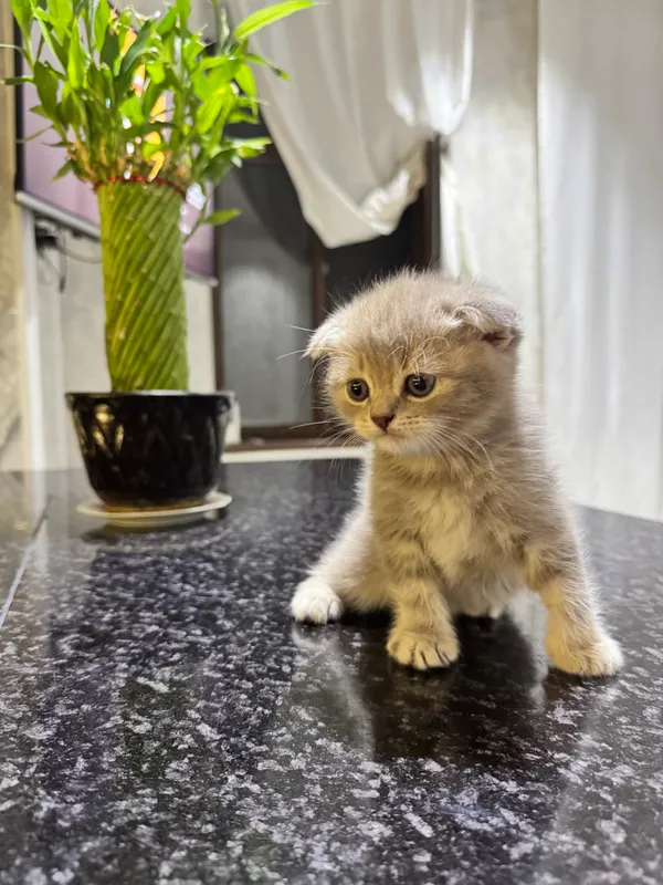 Продаются котята 1 Продаются котята 1