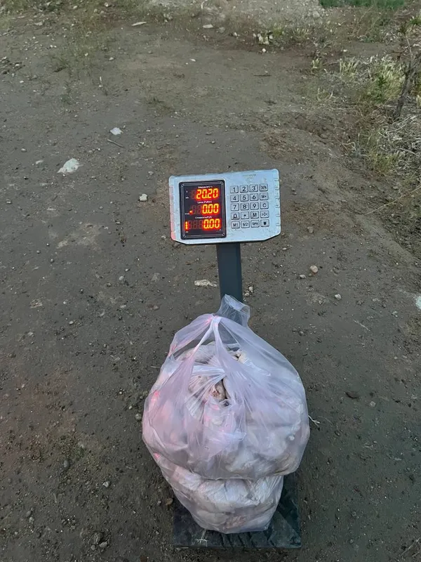 Bedana Go’sht yetkazib berish xizmati 2 Bedana Go’sht yetkazib berish xizmati 2