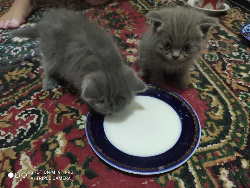 Продаются котята