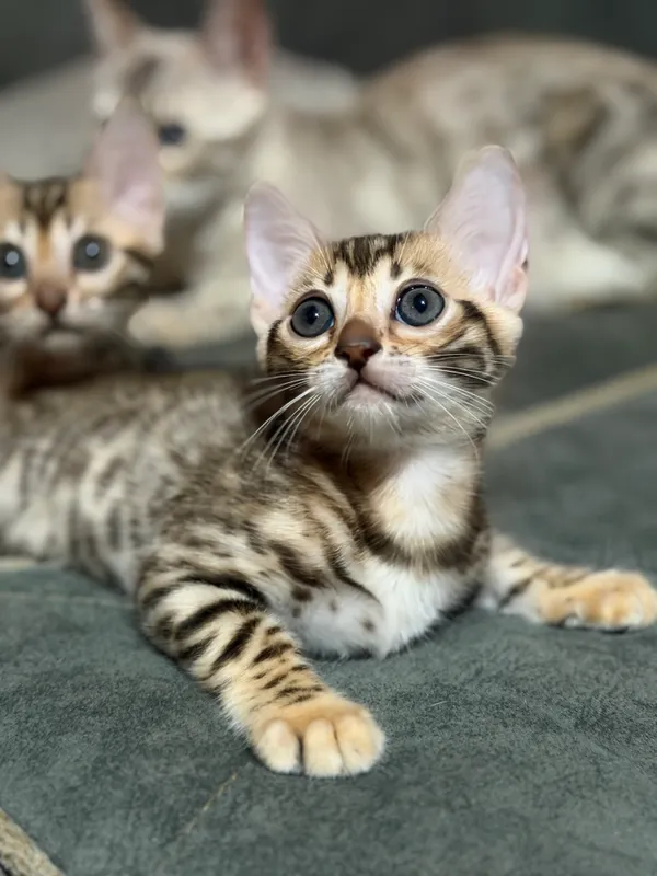 Бенгальский котенок 2