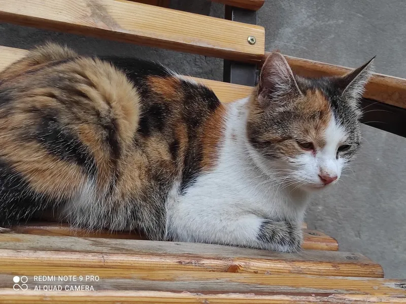 Котята очень красивые, особенно глазки — фото 1
