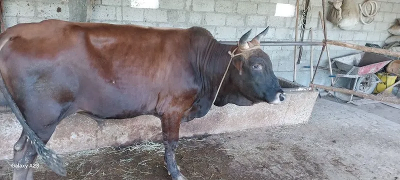 Buqa va gʻunojin sotiladi 25mlndan 8.5 oylik bugʻoz jondor tumanida 93 3