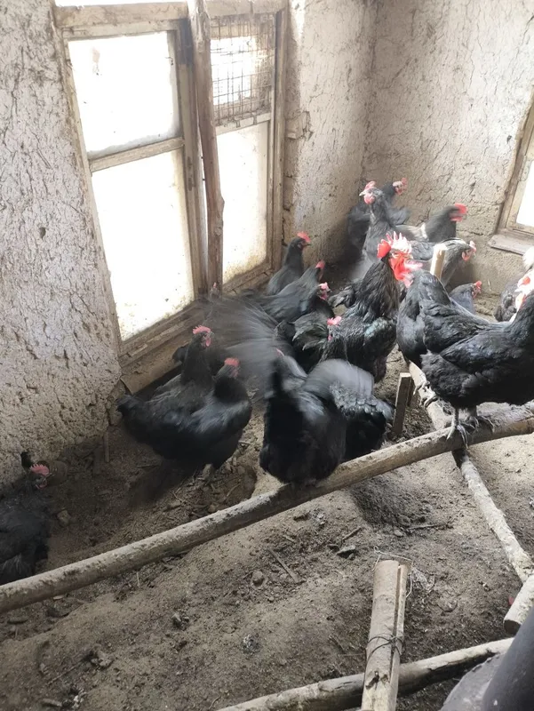 Qora shag'zoda tovuq Tuxumi bor — фото 1