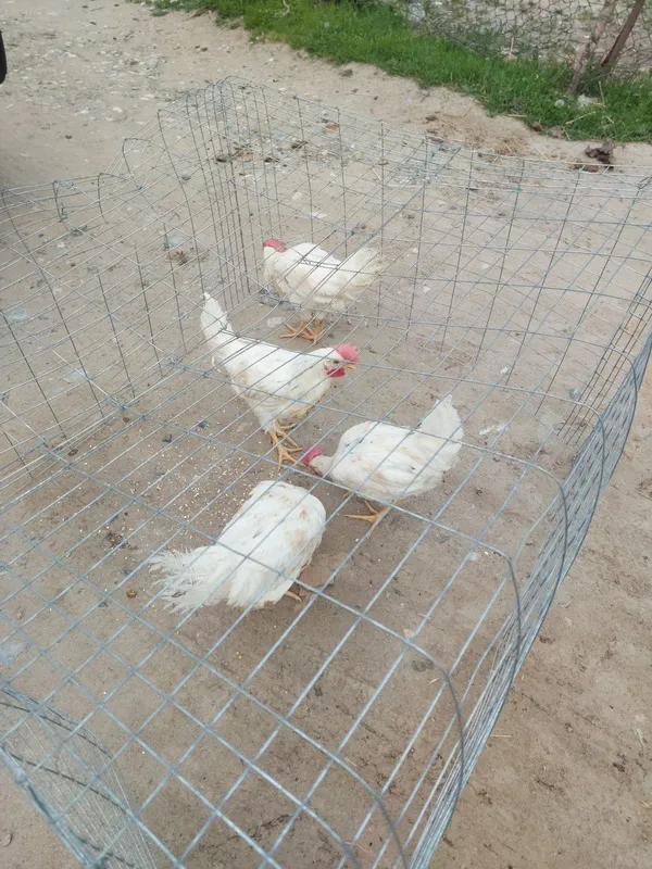 Tuğadgan tovuqlar sotiladi arzon narhlarda 2