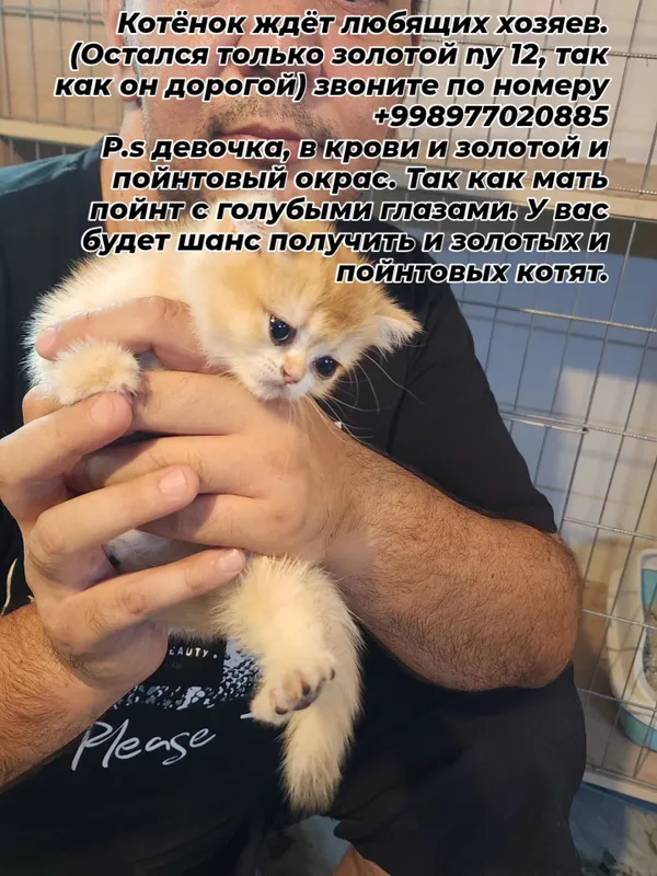 Mushukcha mehribon egalarini kutmoqda. 2 Mushukcha mehribon egalarini kutmoqda. 2