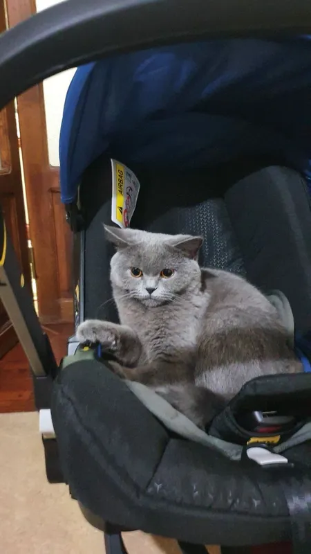 Кошка 4 Кошка 4