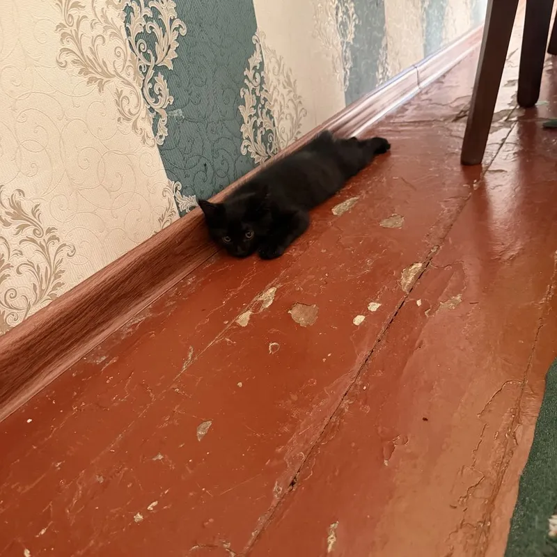 Mushukchalar tekinga beriladi 3 Mushukchalar tekinga beriladi 3