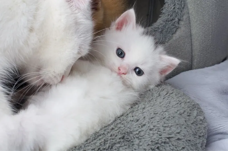 Котята турецкой ангоры 4 Котята турецкой ангоры 4