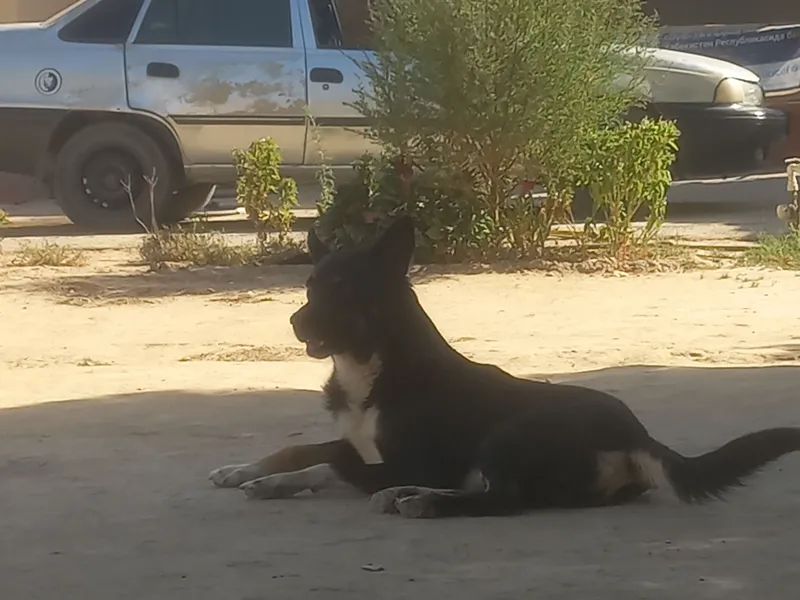 apcharka 2