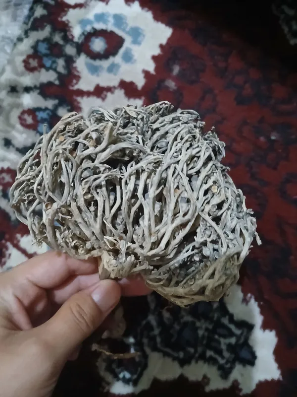 kaf maryam ildizi, tugruq uchun