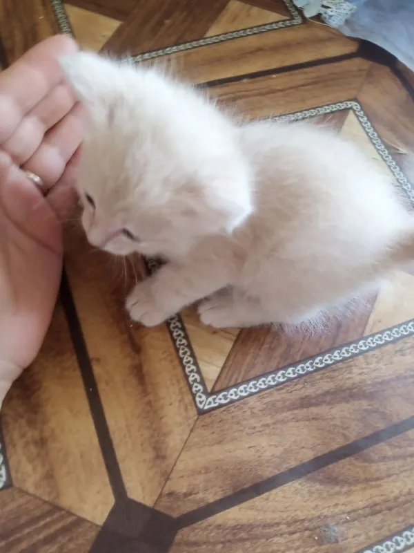 Oq va kulrang rangli yoqimli mushukcha sotiladi