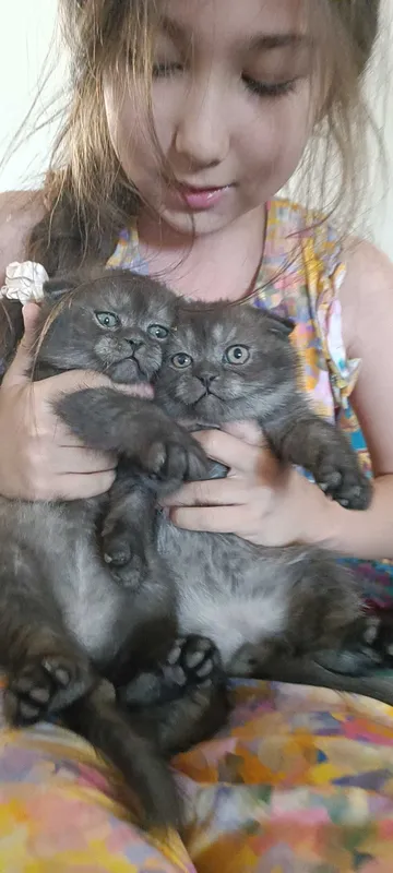 Породистые котята скотиш фолд — фото 4