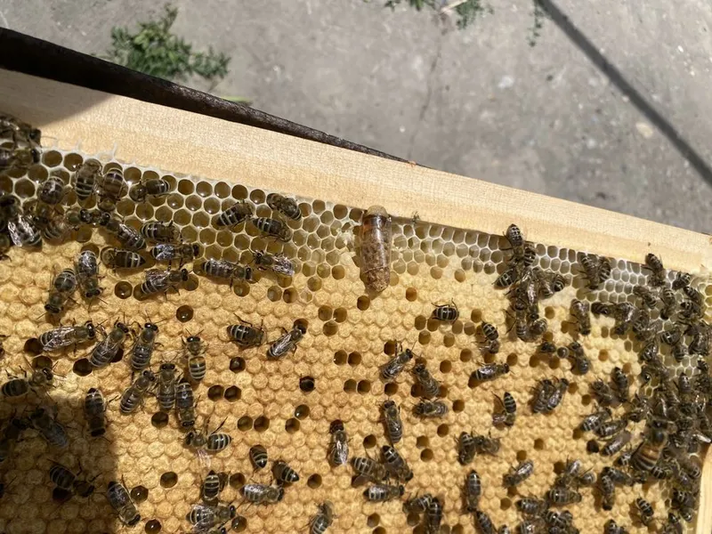 Asal arichilik Asalari oyilasi bilan sotiladi yashigi bilan 16 ta oyil