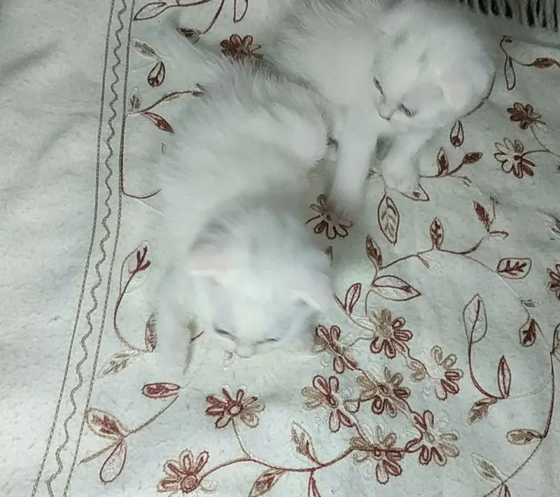 1 yarim oyli qiz bola skottish fold zotli mushuk