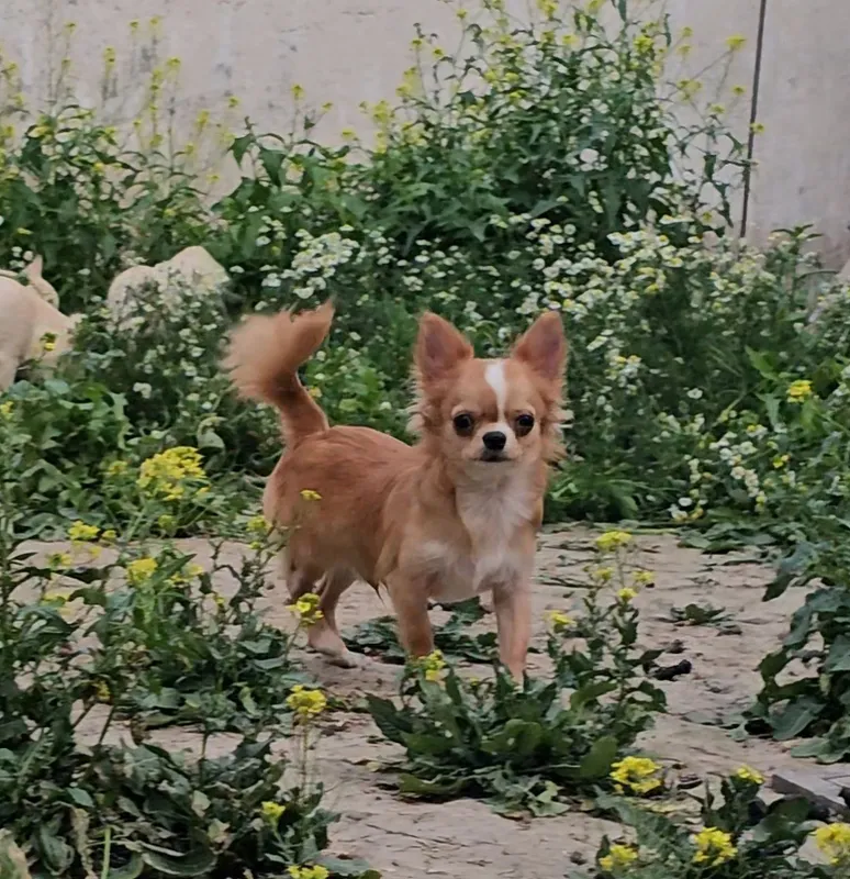 Uzun junli chihuahua, sarg‘ish erkak kuchukcha 3 Uzun junli chihuahua, sarg‘ish erkak kuchukcha 3