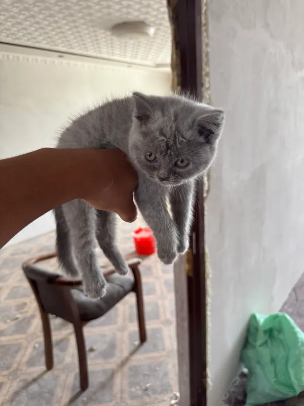 Котёнок Котёнок
