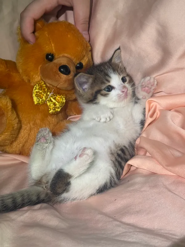Котята 1,5 месяцев — фото 6