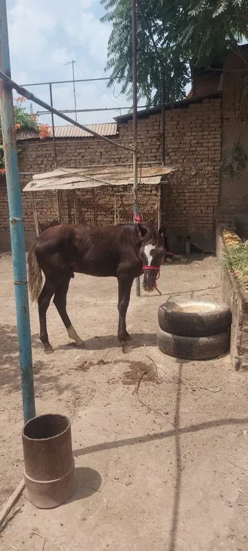 От ургочи 1 та соглом — фото 1