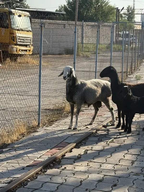 Qo’y баран. Urg’ochi bilan erkegi 1 Qo’y баран. Urg’ochi bilan erkegi 1