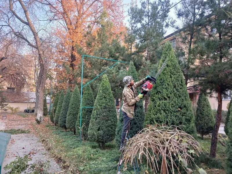 Archa kesish va dorilash xizmati — фото 5