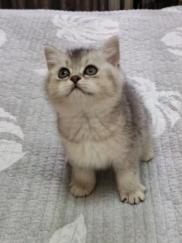 мальчишка серебристая шиншилла — фото 5