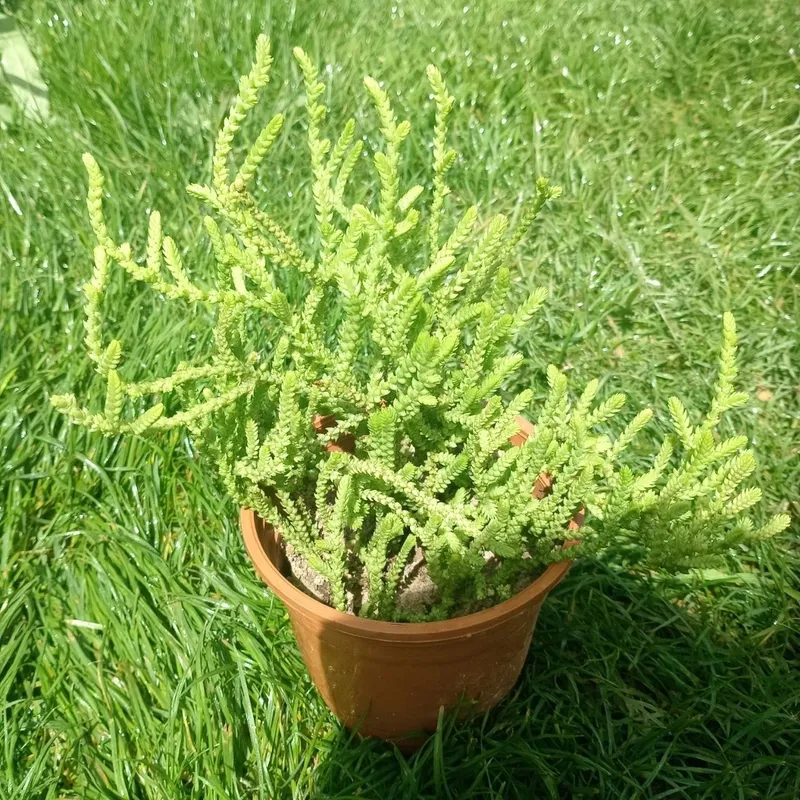 Крассула мускоза (Crassula muscosa) — фото 3