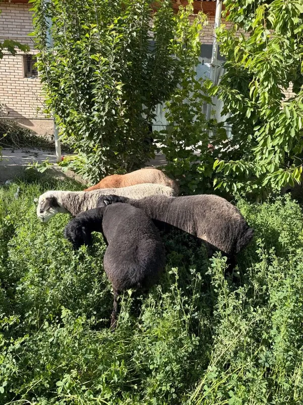 Кучкорлар сотилади