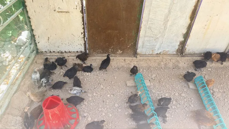 Uyda boqilayotgan Ispanskiy jo’jalar 45 ta 30 mingdan 2 Uyda boqilayotgan Ispanskiy jo’jalar 45 ta 30 mingdan 2