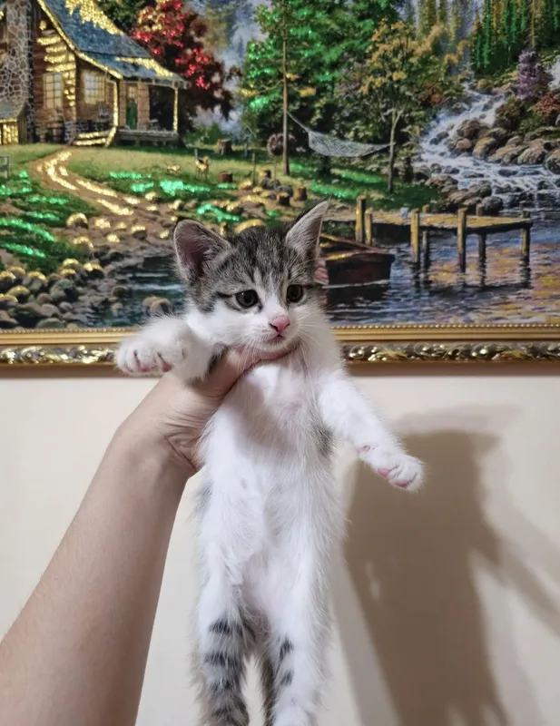 Отдам котят 1,5 месяцев — фото 4