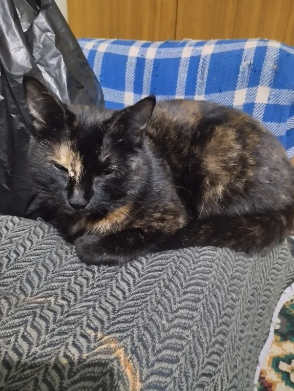 Котенок в добрые руки Котенок в добрые руки