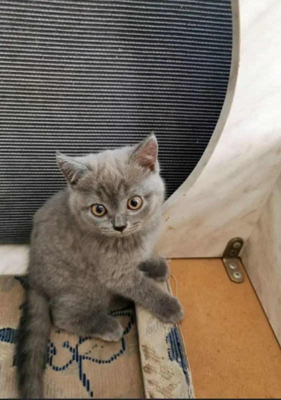 Срочно продаётся котёнок скотиш девочка 2 Срочно продаётся котёнок скотиш девочка 2