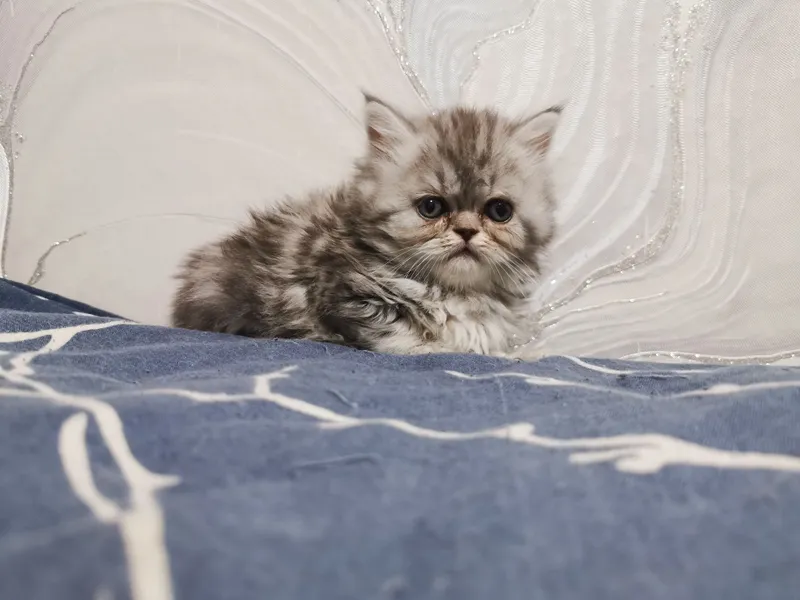 Продаются катята скотиш фолд скотиш страйд — фото 2