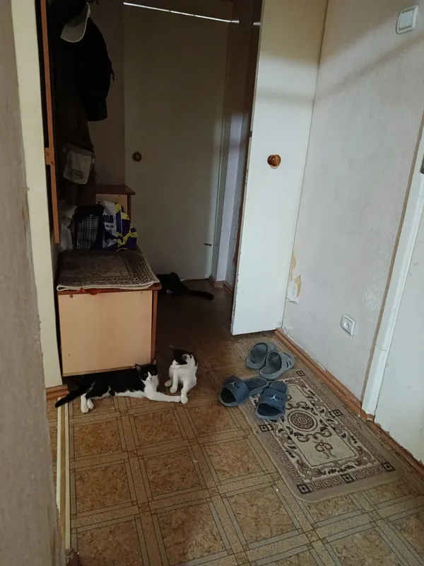 Два мальчика отдадим в хорошие руки. 3 Два мальчика отдадим в хорошие руки. 3