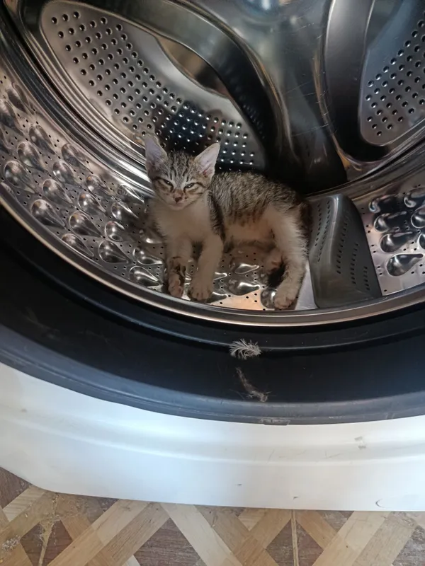 Котята в добрые, ответственные руки 4 Котята в добрые, ответственные руки 4