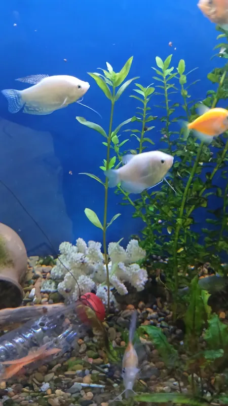 Водоросли 2 Водоросли 2