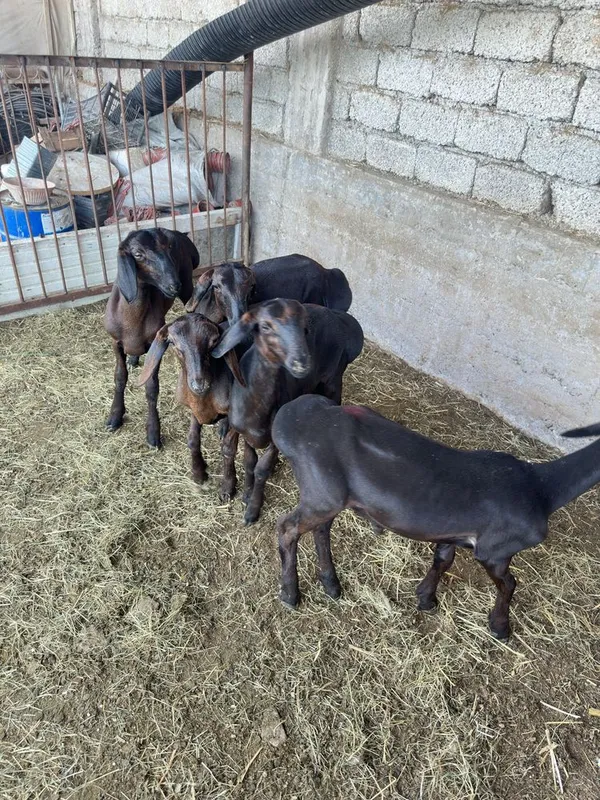 Куй кузи кучкорла сотилади 4 Куй кузи кучкорла сотилади 4