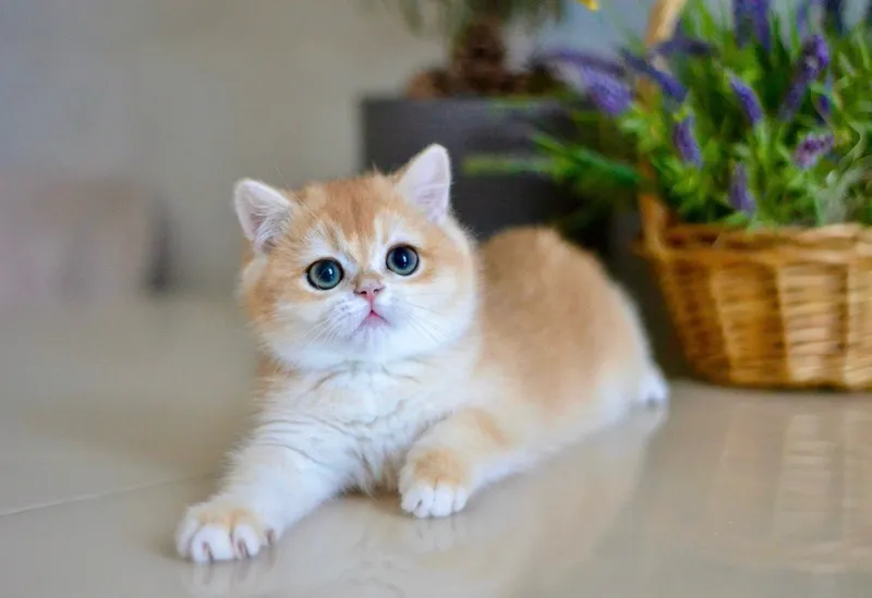 Бритаснский эксклюзив 8 Бритаснский эксклюзив 8