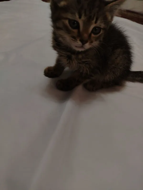 Котята в добрые руки 4 Котята в добрые руки 4