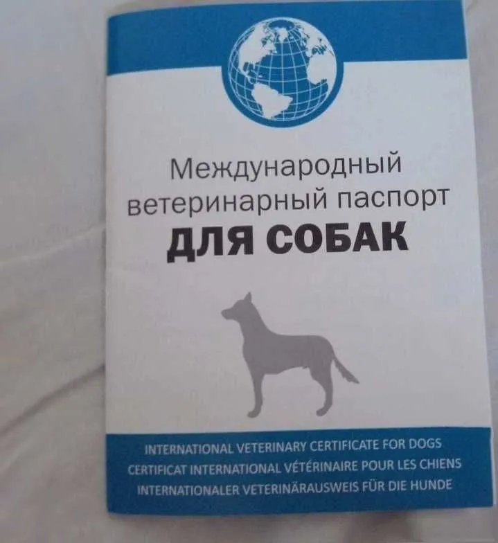 Далматинец щенок подросток — фото 1