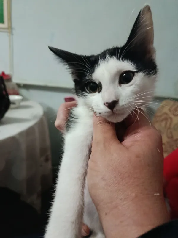 Пристраивается котёнок в добрые, ответственные руки 3 Пристраивается котёнок в добрые, ответственные руки 3