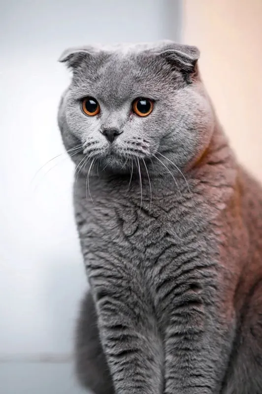 Scottish Fold mushugi 1