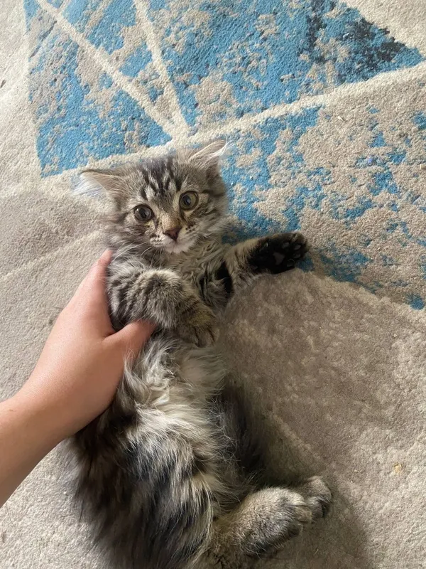 4 oyli qizbola mushu toza latok bladi 1 4 oyli qizbola mushu toza latok bladi 1