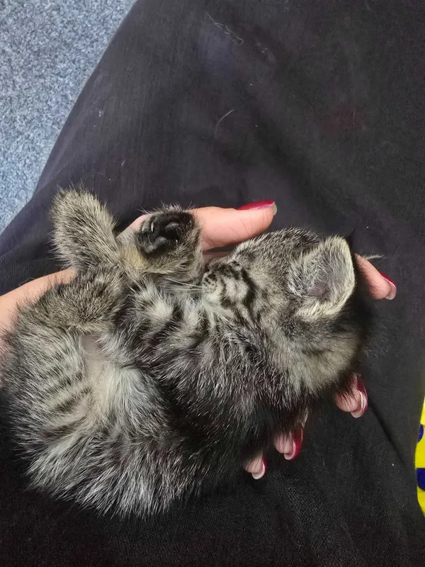 Котенок в добрые руки — фото 2