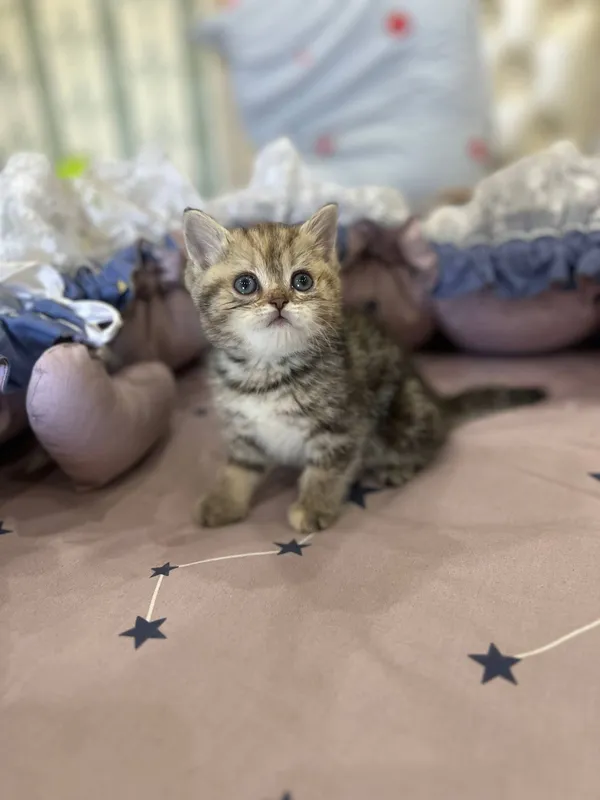 котята Shotland Skottish Strayt 6