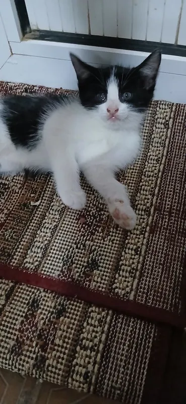 Котенок девочка,2 месяца,в добрые и заботливые руки.Лоток знает. 1 Котенок девочка,2 месяца,в добрые и заботливые руки.Лоток знает. 1