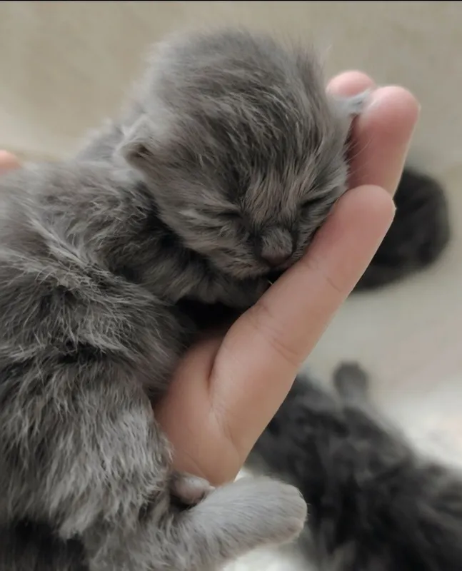 Милые шотландские котята. — фото 1