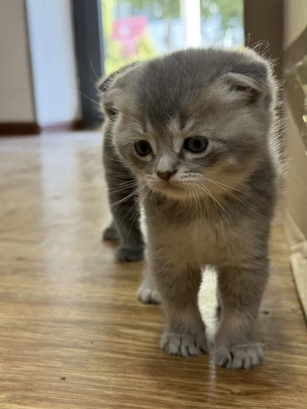 Mushuk scottish fold — фото 1
