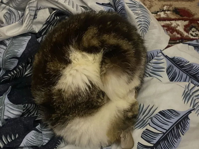 Ищем семью котенку — фото 3