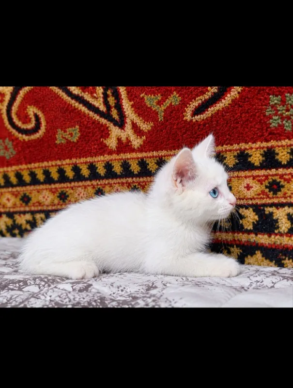 9 ta mushukchani mehribon qo‘llarga beraman. Bepul. Toshkent 2